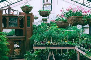 Plants