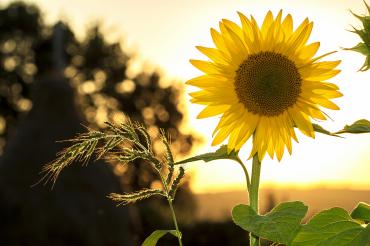 Sun