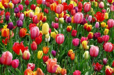 Spring