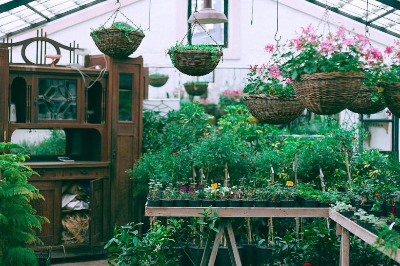 Plants